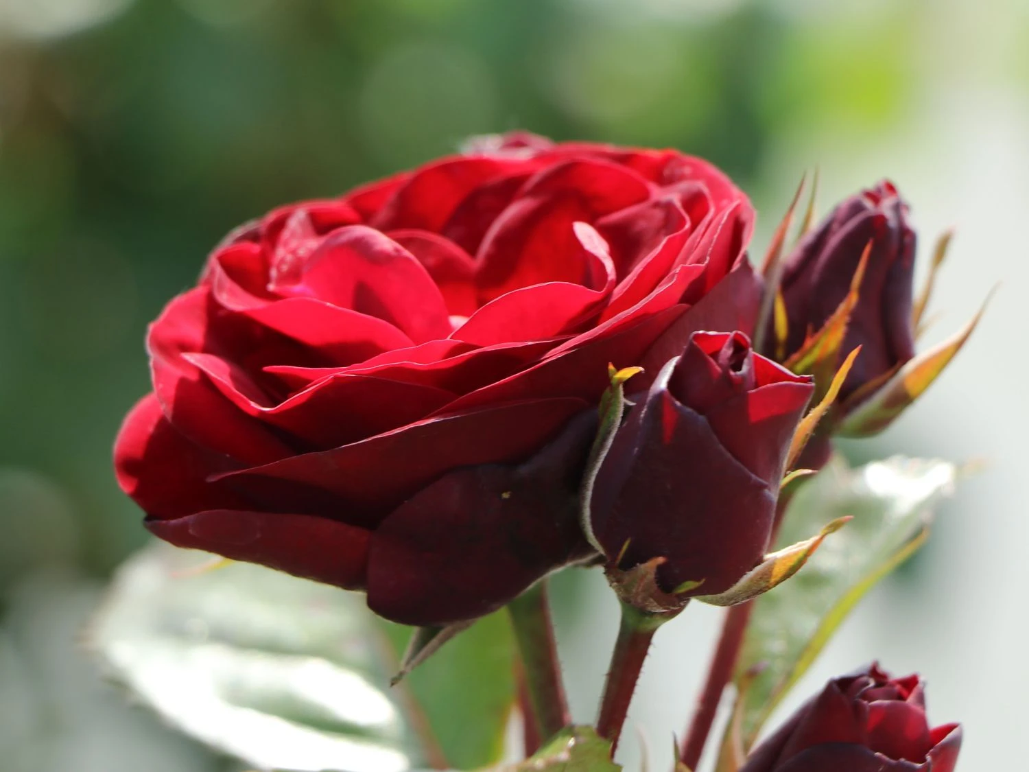 Beetrose 'Schwabenmädel' ® 13 Beetrose 'Schwabenmädel' ® – Bild 13