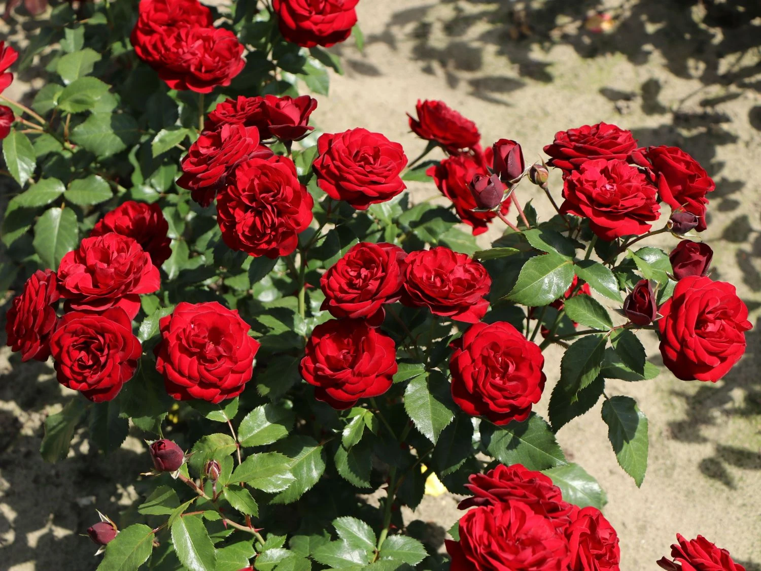 Beetrose 'Schwabenmädel' ® 2 Beetrose 'Schwabenmädel' ® – Bild 2