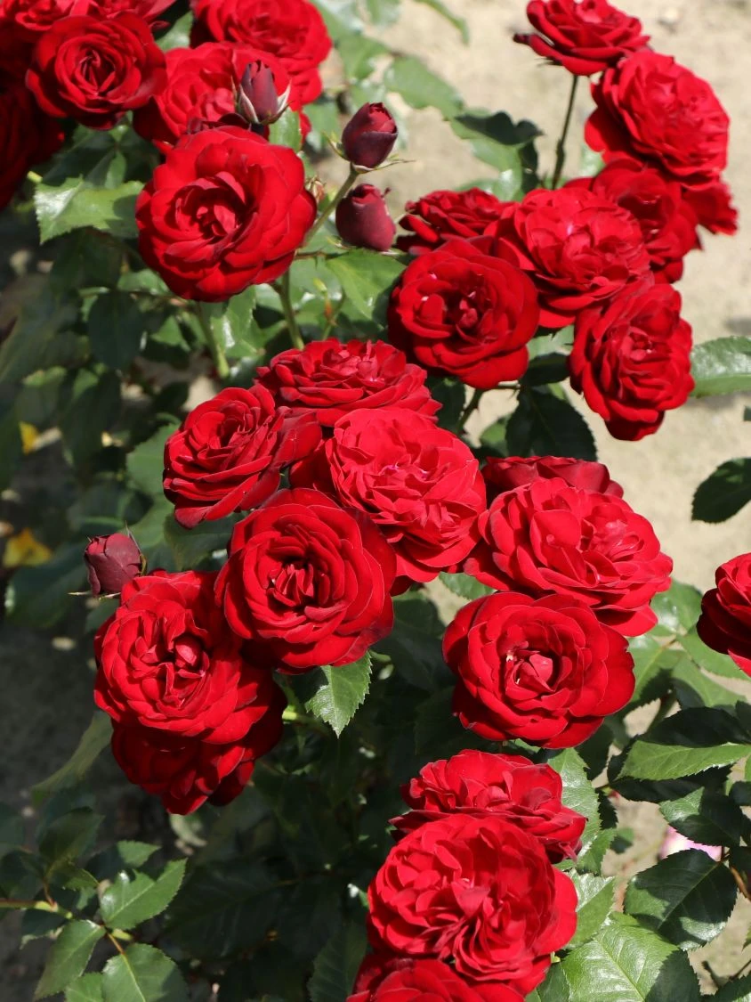 Beetrose 'Schwabenmädel' ® 9 Beetrose 'Schwabenmädel' ® – Bild 9