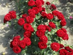 Beetrose 'Schwabenmädel' ® 22 Beetrose 'Schwabenmädel' ® -Edelrosen Geschaft beetrose schwabenmaedel m056202 w 2