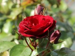 Beetrose 'Schwabenmädel' ® 15 Beetrose 'Schwabenmädel' ® -Edelrosen Geschaft beetrose schwabenmaedel m056202 w 3