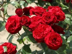 Beetrose 'Schwabenmädel' ® 19 Beetrose 'Schwabenmädel' ® -Edelrosen Geschaft beetrose schwabenmaedel m056202 w 4