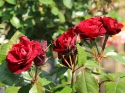 Beetrose 'Schwabenmädel' ® 17 Beetrose 'Schwabenmädel' ® -Edelrosen Geschaft beetrose schwabenmaedel m056202 w 5