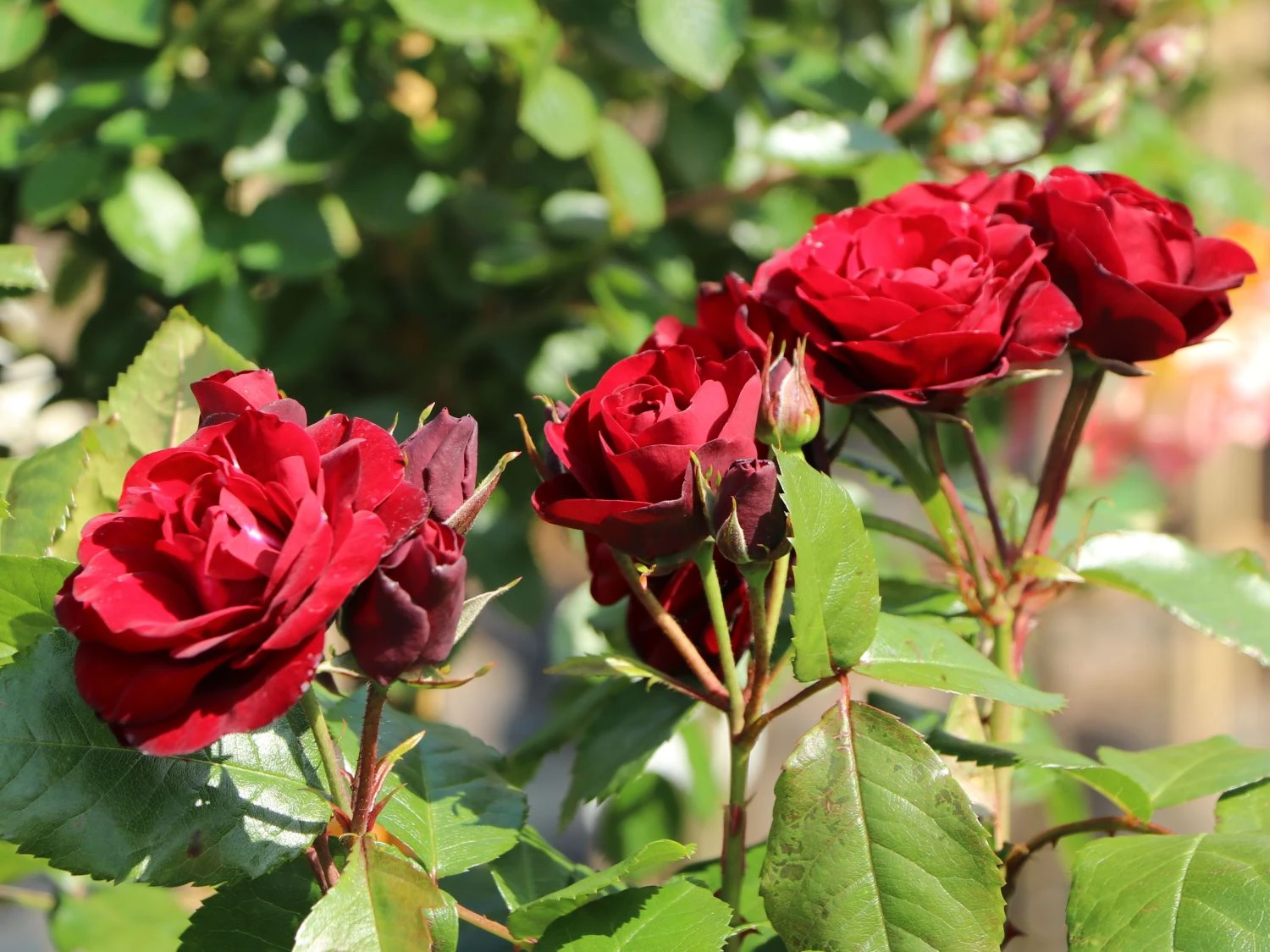 Beetrose 'Schwabenmädel' ® 5 Beetrose 'Schwabenmädel' ® – Bild 5