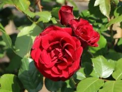 Beetrose 'Schwabenmädel' ® 18 Beetrose 'Schwabenmädel' ® -Edelrosen Geschaft beetrose schwabenmaedel m056202 w 6