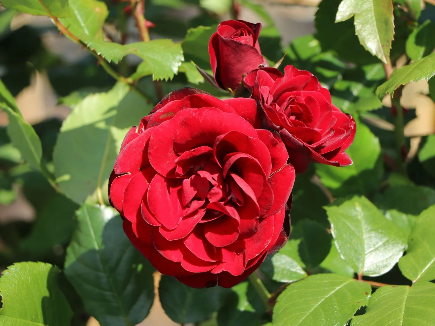 Beetrose 'Schwabenmädel' ® 6 Beetrose 'Schwabenmädel' ® – Bild 6