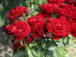 Beetrose 'Schwabenmädel' ® 23 Beetrose 'Schwabenmädel' ® -Edelrosen Geschaft beetrose schwabenmaedel m056202 w 7