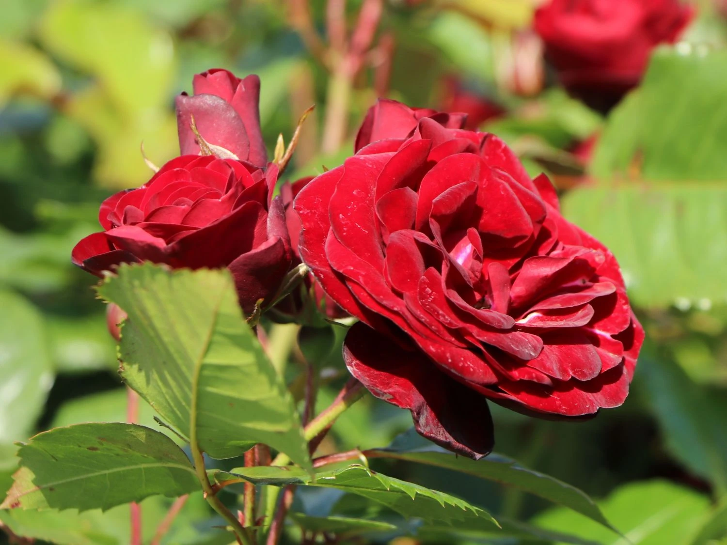 Beetrose 'Schwabenmädel' ® 8 Beetrose 'Schwabenmädel' ® – Bild 8