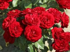 Beetrose 'Schwabenmädel' ® 24 Beetrose 'Schwabenmädel' ® -Edelrosen Geschaft beetrose schwabenmaedel m056202 w 9