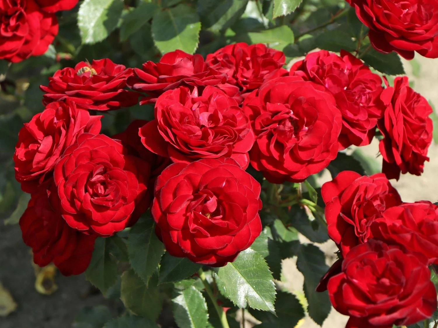 Beetrose 'Schwabenmädel' ® 12 Beetrose 'Schwabenmädel' ® – Bild 12