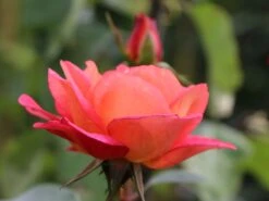 Beetrose 'Shanty' ® 12 Beetrose 'Shanty' ® -Edelrosen Geschaft beetrose shanty m005750 w 0