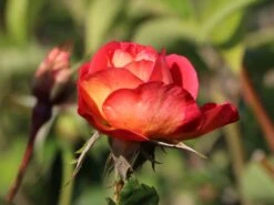 Beetrose 'Shanty' ® 13 Beetrose 'Shanty' ® -Edelrosen Geschaft beetrose shanty m005750 w 2