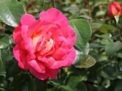 Beetrose 'Shanty' ® 14 Beetrose 'Shanty' ® -Edelrosen Geschaft beetrose shanty m005750 w 3