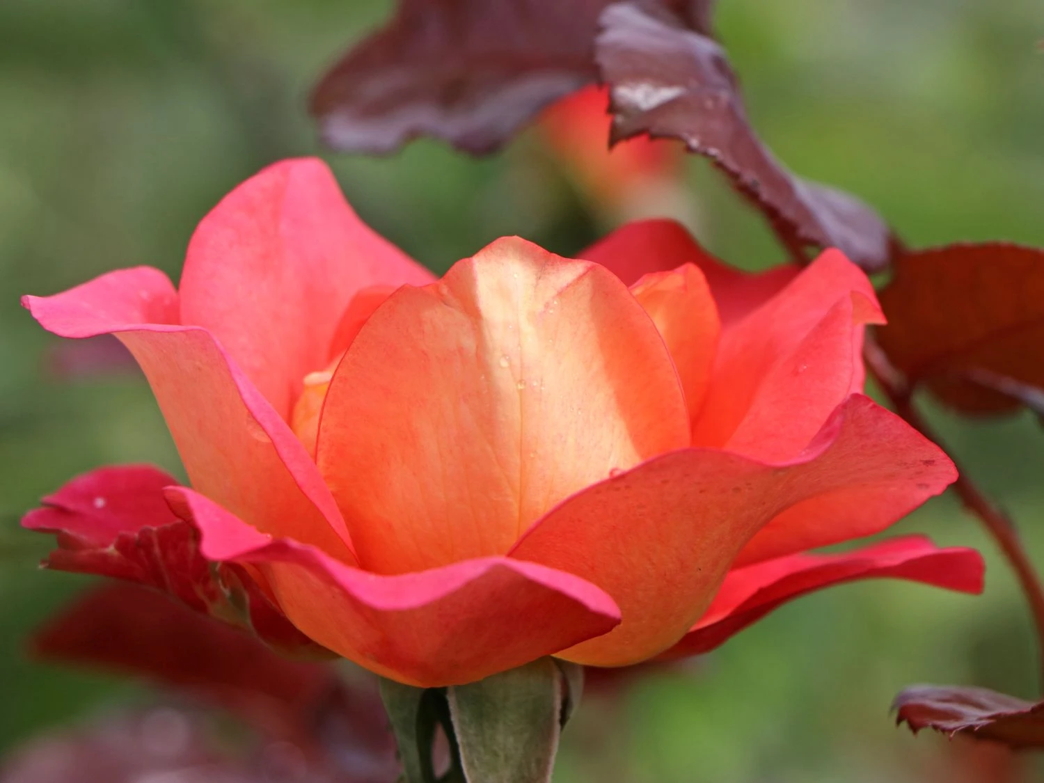 Beetrose 'Shanty' ® 2 Beetrose 'Shanty' ® – Bild 2