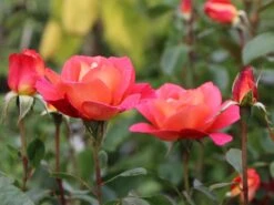 Beetrose 'Shanty' ® 15 Beetrose 'Shanty' ® -Edelrosen Geschaft beetrose shanty m005750 w 6