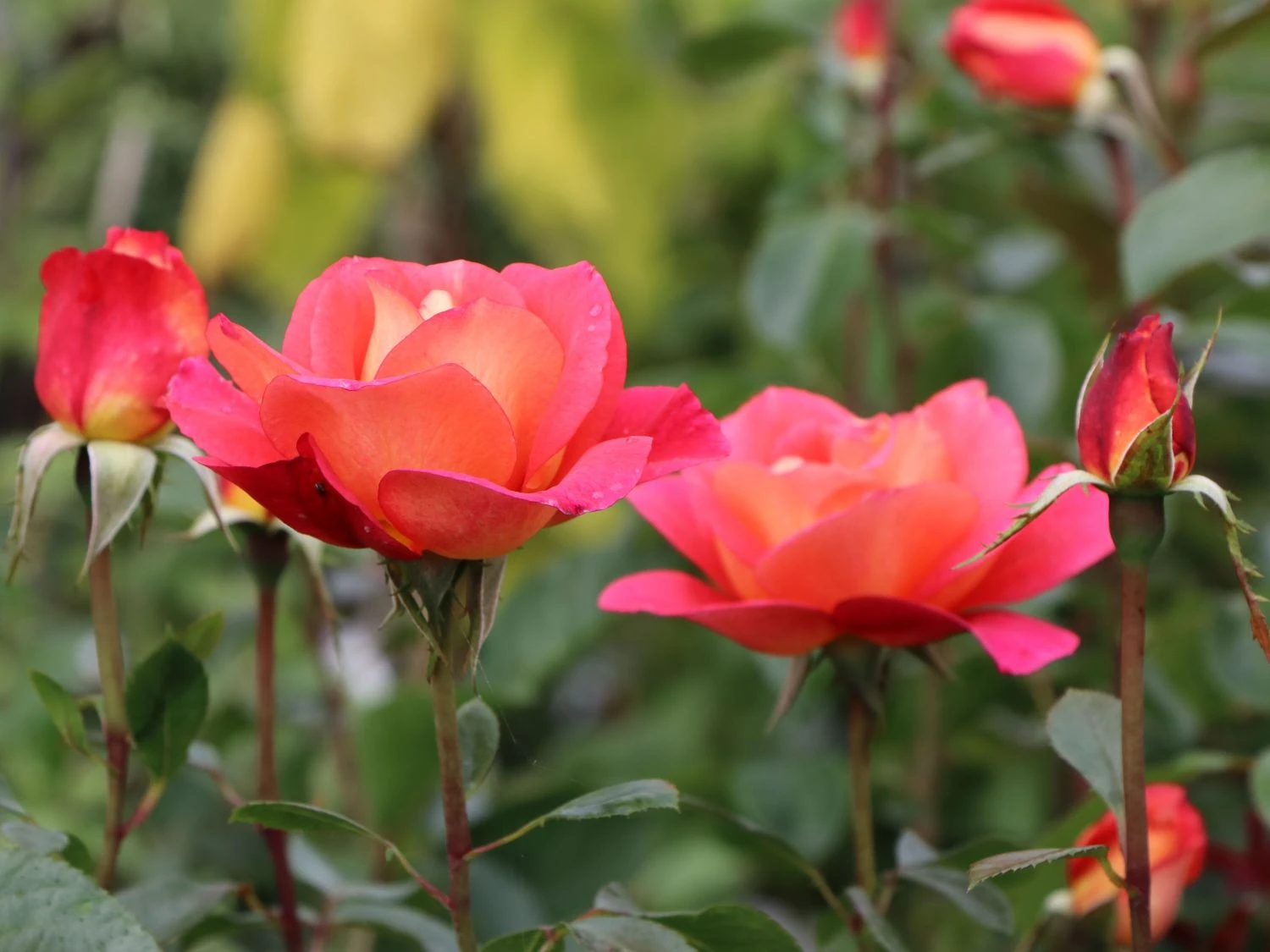 Beetrose 'Shanty' ® 6 Beetrose 'Shanty' ® – Bild 6