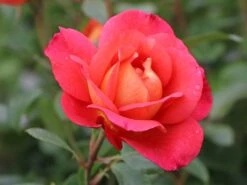 Beetrose 'Shanty' ® 18 Beetrose 'Shanty' ® -Edelrosen Geschaft beetrose shanty m005750 w 7