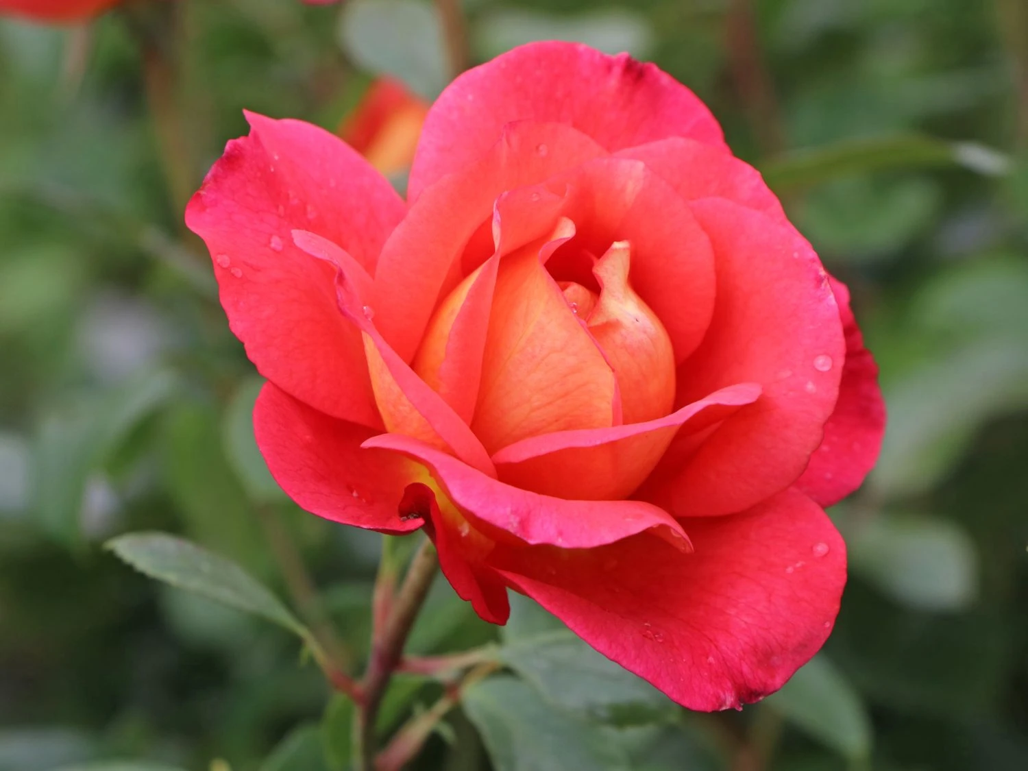 Beetrose 'Shanty' ® 9 Beetrose 'Shanty' ® – Bild 9