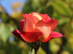 Beetrose 'Shanty' ® 19 Beetrose 'Shanty' ® -Edelrosen Geschaft beetrose shanty m005750 w 8