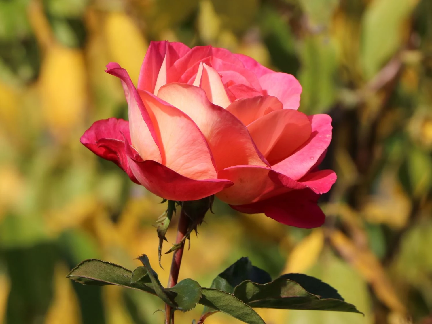 Beetrose 'Shanty' ® 8 Beetrose 'Shanty' ® – Bild 8