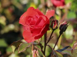 Beetrose 'Stadt Eltville' ®