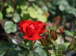 Beetrose 'Stadt Eltville' ® -Edelrosen Geschaft beetrose stadt eltville m005746 w 0