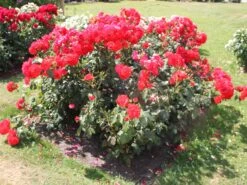 Beetrose 'Stadt Eltville' ® -Edelrosen Geschaft beetrose stadt eltville m005746 w 2