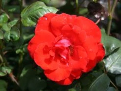 Beetrose 'Stadt Eltville' ® -Edelrosen Geschaft beetrose stadt eltville m005746 w 4