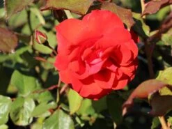 Beetrose 'Stadt Eltville' ® -Edelrosen Geschaft beetrose stadt eltville m005746 w 5