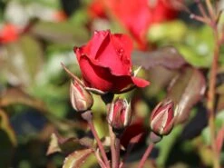 Beetrose 'Stadt Eltville' ® -Edelrosen Geschaft beetrose stadt eltville m005746 w 6