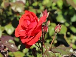 Beetrose 'Stadt Eltville' ® -Edelrosen Geschaft beetrose stadt eltville m005746 w 7