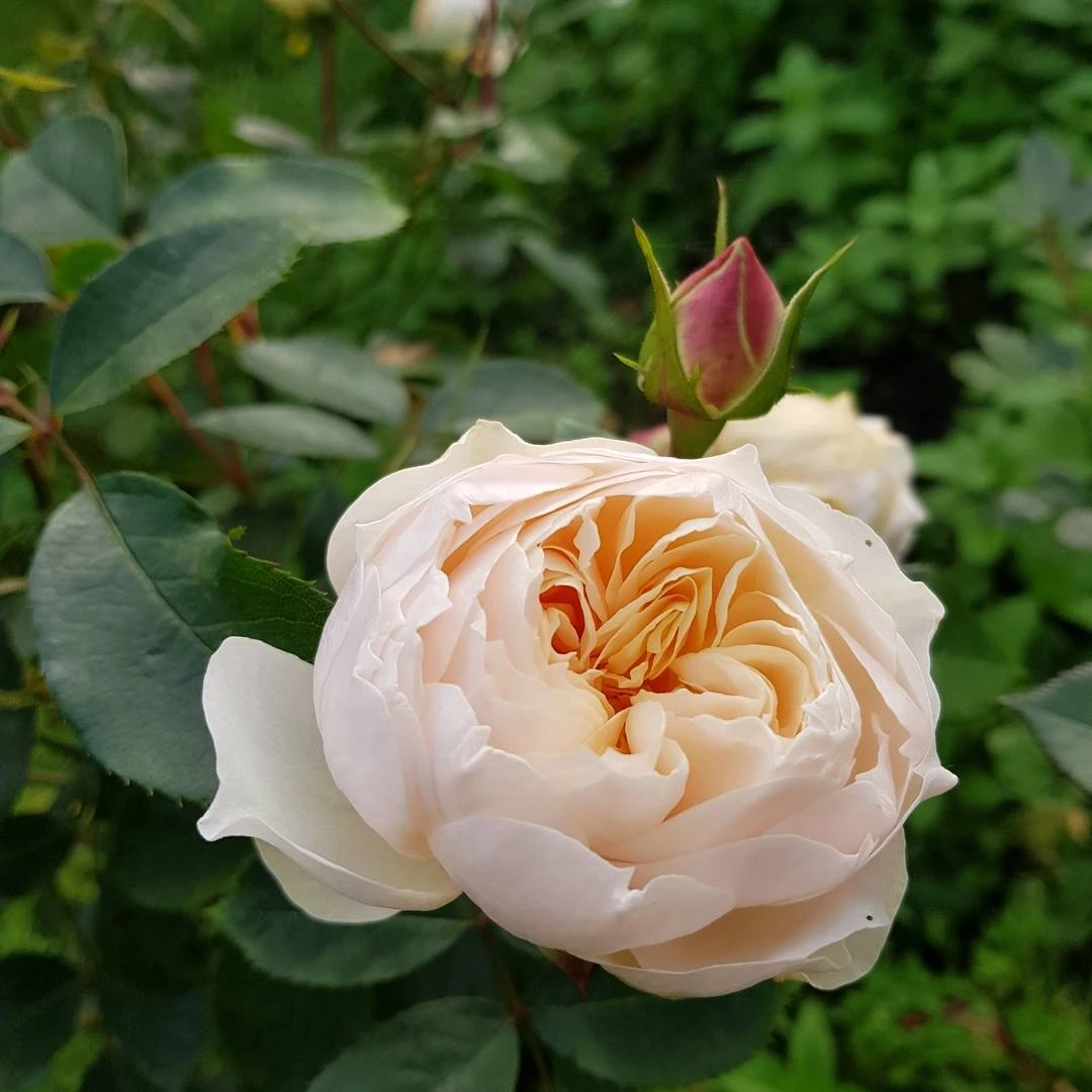 Beetrose 'Stephanie Baronin Zu Guttenberg' 14 Beetrose 'Stephanie Baronin Zu Guttenberg' – Bild 14