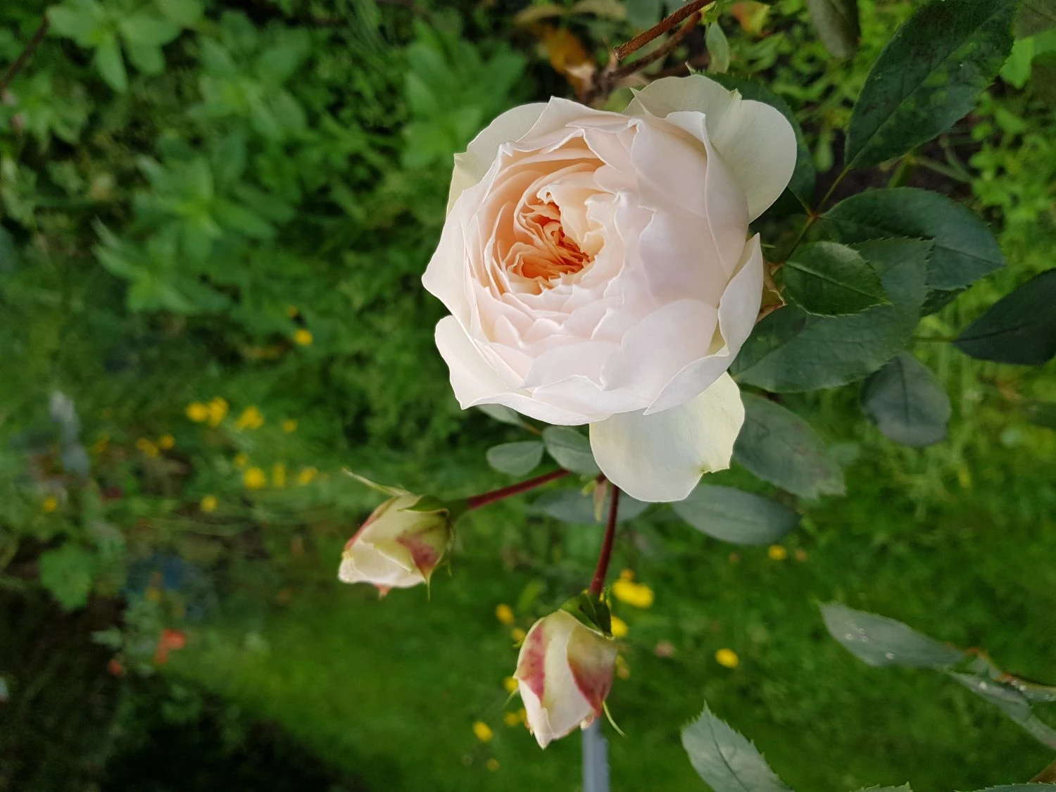 Beetrose 'Stephanie Baronin Zu Guttenberg' 13 Beetrose 'Stephanie Baronin Zu Guttenberg' – Bild 13