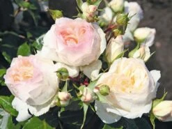 Beetrose 'Stephanie Baronin Zu Guttenberg'