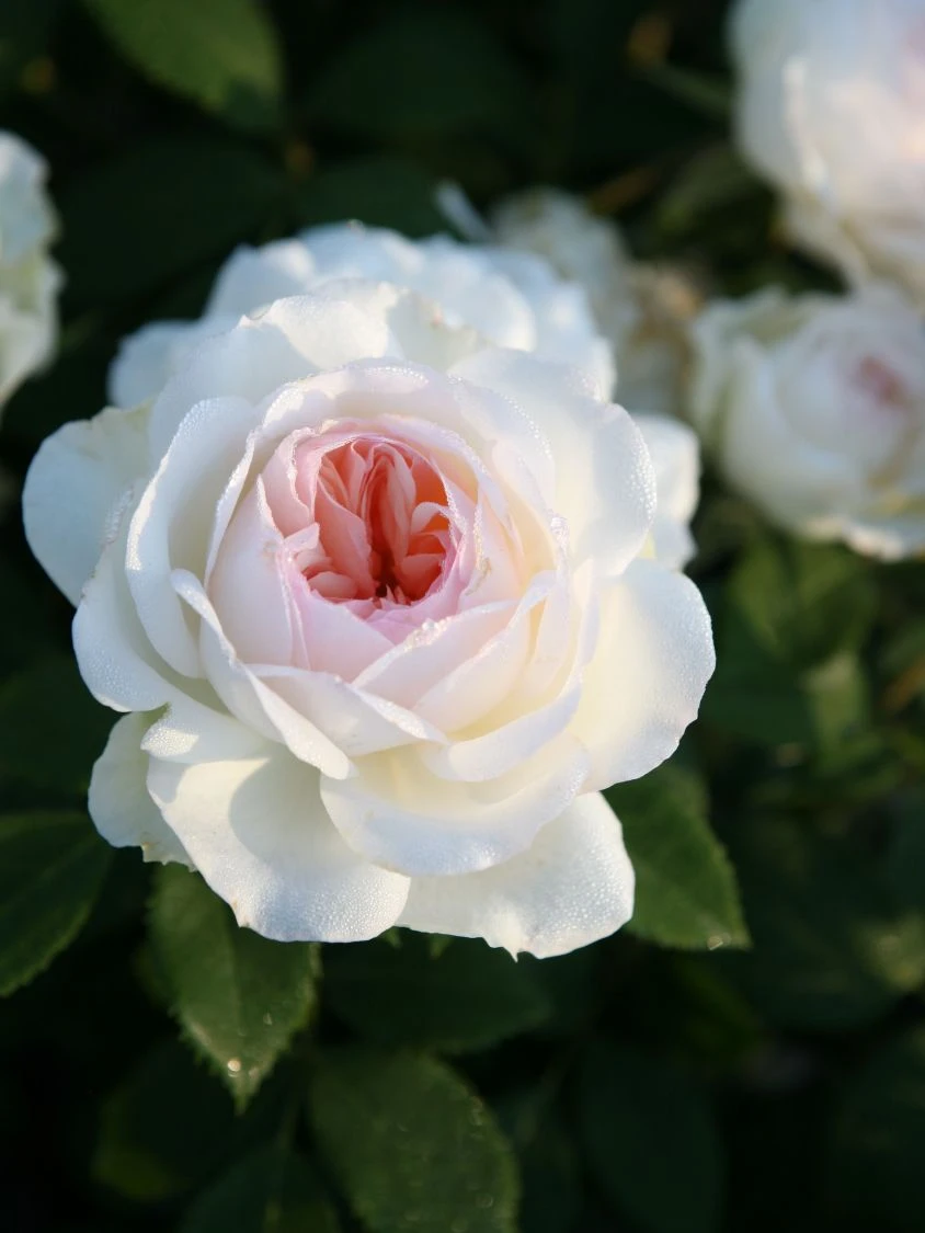 Beetrose 'Stephanie Baronin Zu Guttenberg' 2 Beetrose 'Stephanie Baronin Zu Guttenberg' – Bild 2