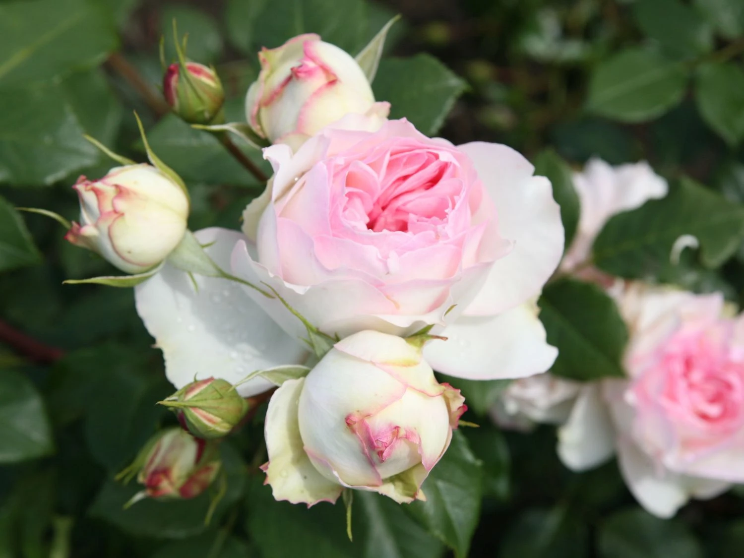 Beetrose 'Stephanie Baronin Zu Guttenberg' 3 Beetrose 'Stephanie Baronin Zu Guttenberg' – Bild 3