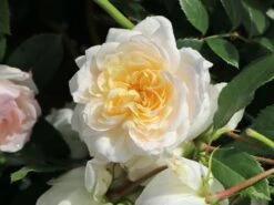 Beetrose 'Stephanie Baronin Zu Guttenberg' 22 Beetrose 'Stephanie Baronin Zu Guttenberg' -Edelrosen Geschaft beetrose stephanie baronin zu guttenberg m056060 w 10