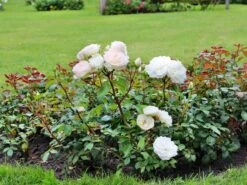 Beetrose 'Stephanie Baronin Zu Guttenberg' 25 Beetrose 'Stephanie Baronin Zu Guttenberg' -Edelrosen Geschaft beetrose stephanie baronin zu guttenberg m056060 w 2