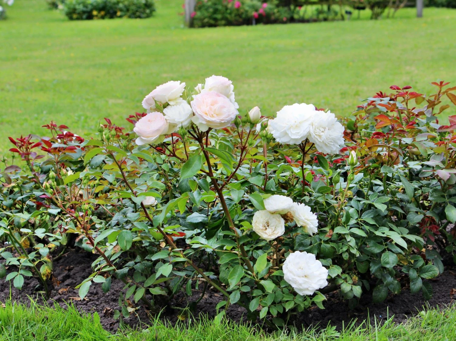 Beetrose 'Stephanie Baronin Zu Guttenberg' 12 Beetrose 'Stephanie Baronin Zu Guttenberg' – Bild 12