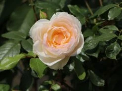 Beetrose 'Stephanie Baronin Zu Guttenberg' 19 Beetrose 'Stephanie Baronin Zu Guttenberg' -Edelrosen Geschaft beetrose stephanie baronin zu guttenberg m056060 w 3