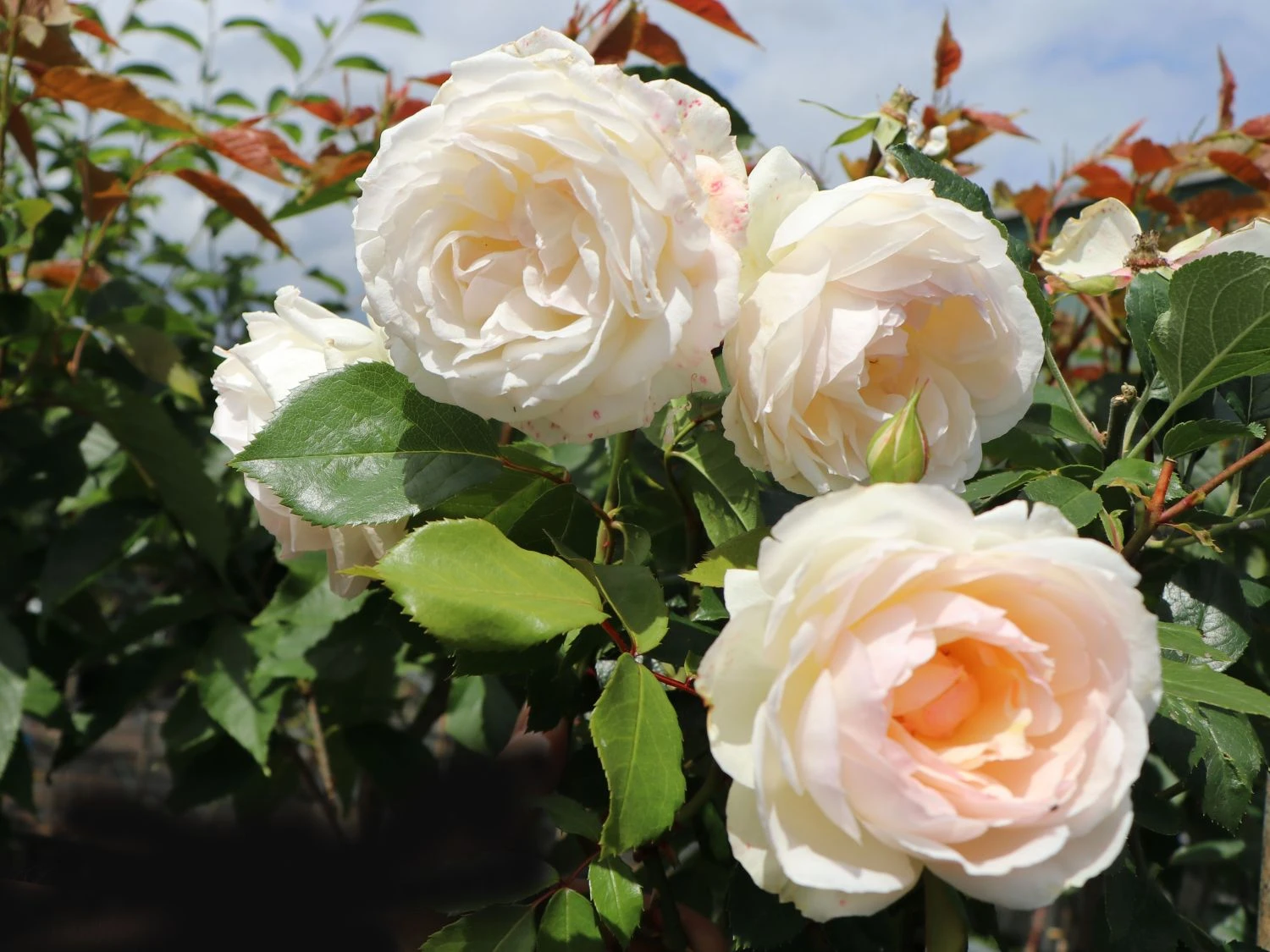 Beetrose 'Stephanie Baronin Zu Guttenberg' 10 Beetrose 'Stephanie Baronin Zu Guttenberg' – Bild 10