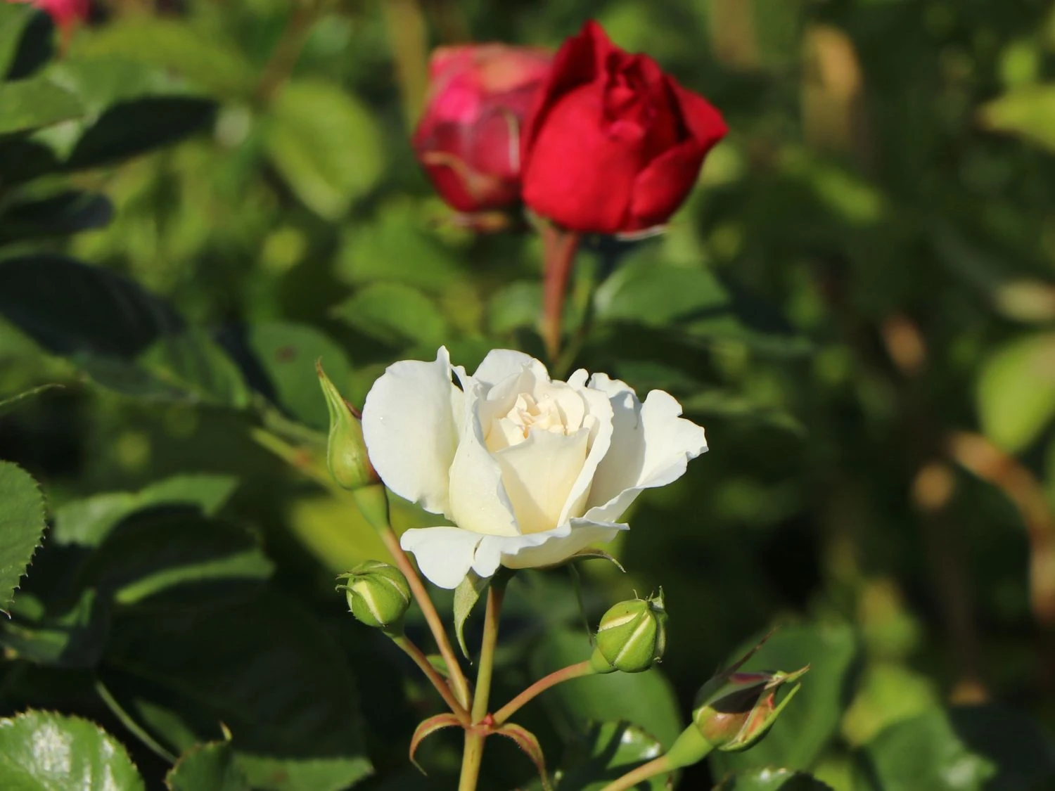 Beetrose 'Stephanie Baronin Zu Guttenberg' 4 Beetrose 'Stephanie Baronin Zu Guttenberg' – Bild 4