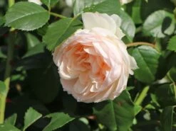 Beetrose 'Stephanie Baronin Zu Guttenberg' 18 Beetrose 'Stephanie Baronin Zu Guttenberg' -Edelrosen Geschaft beetrose stephanie baronin zu guttenberg m056060 w 6