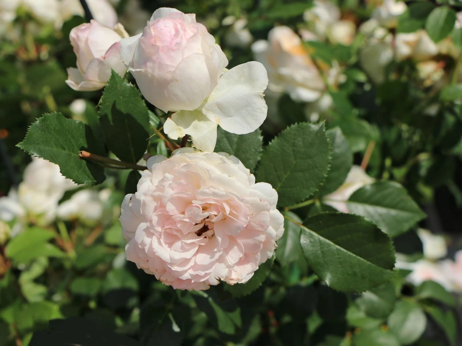 Beetrose 'Stephanie Baronin Zu Guttenberg' 8 Beetrose 'Stephanie Baronin Zu Guttenberg' – Bild 8