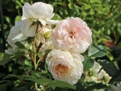 Beetrose 'Stephanie Baronin Zu Guttenberg' 24 Beetrose 'Stephanie Baronin Zu Guttenberg' -Edelrosen Geschaft beetrose stephanie baronin zu guttenberg m056060 w 9