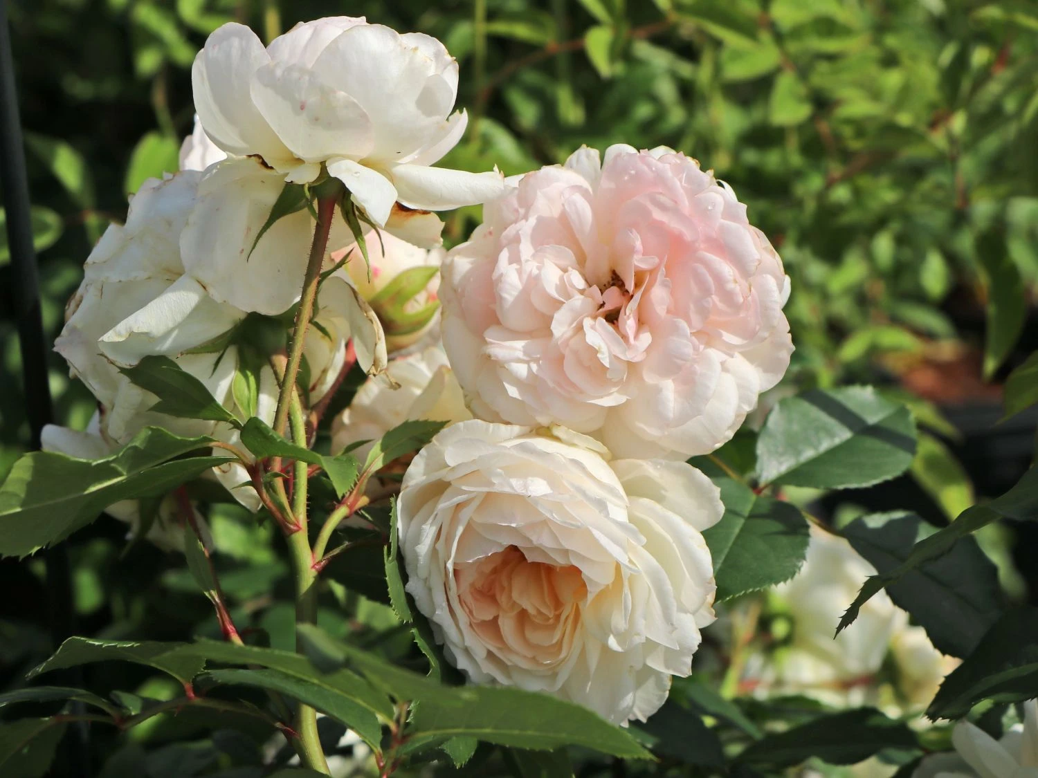 Beetrose 'Stephanie Baronin Zu Guttenberg' 11 Beetrose 'Stephanie Baronin Zu Guttenberg' – Bild 11