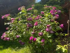 Beetrose / Strauchrose 'Rhapsody In Blue' 33 Beetrose / Strauchrose 'Rhapsody In Blue' -Edelrosen Geschaft beetrose strauchrose rhapsody in blue m002798 455309 0