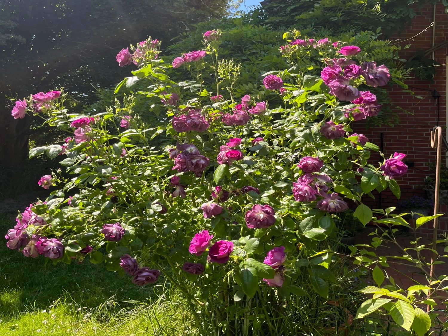 Beetrose / Strauchrose 'Rhapsody In Blue' 14 Beetrose / Strauchrose 'Rhapsody In Blue' – Bild 14