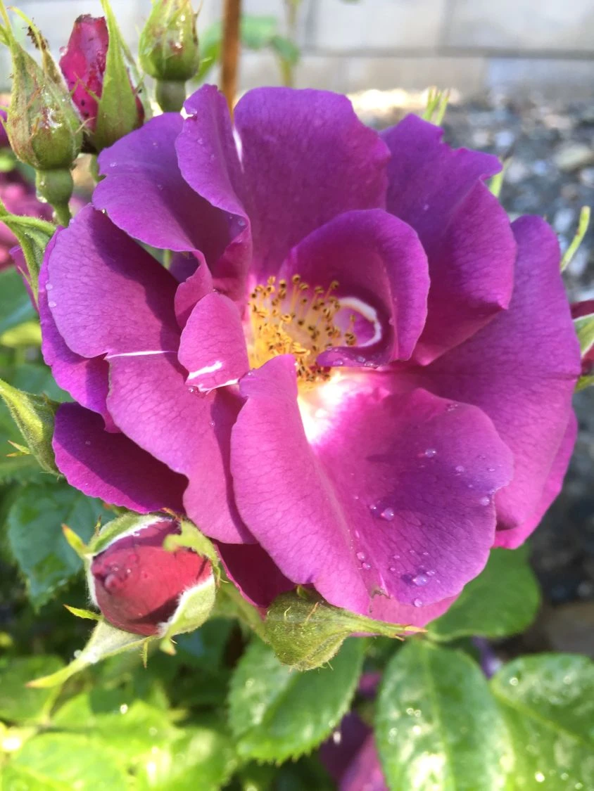 Beetrose / Strauchrose 'Rhapsody In Blue' 16 Beetrose / Strauchrose 'Rhapsody In Blue' – Bild 16