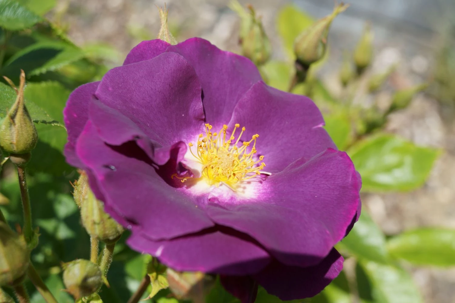 Beetrose / Strauchrose 'Rhapsody In Blue' 15 Beetrose / Strauchrose 'Rhapsody In Blue' – Bild 15